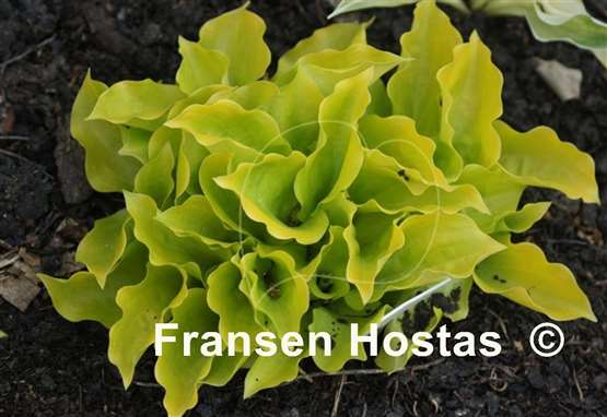 Hosta Susanna